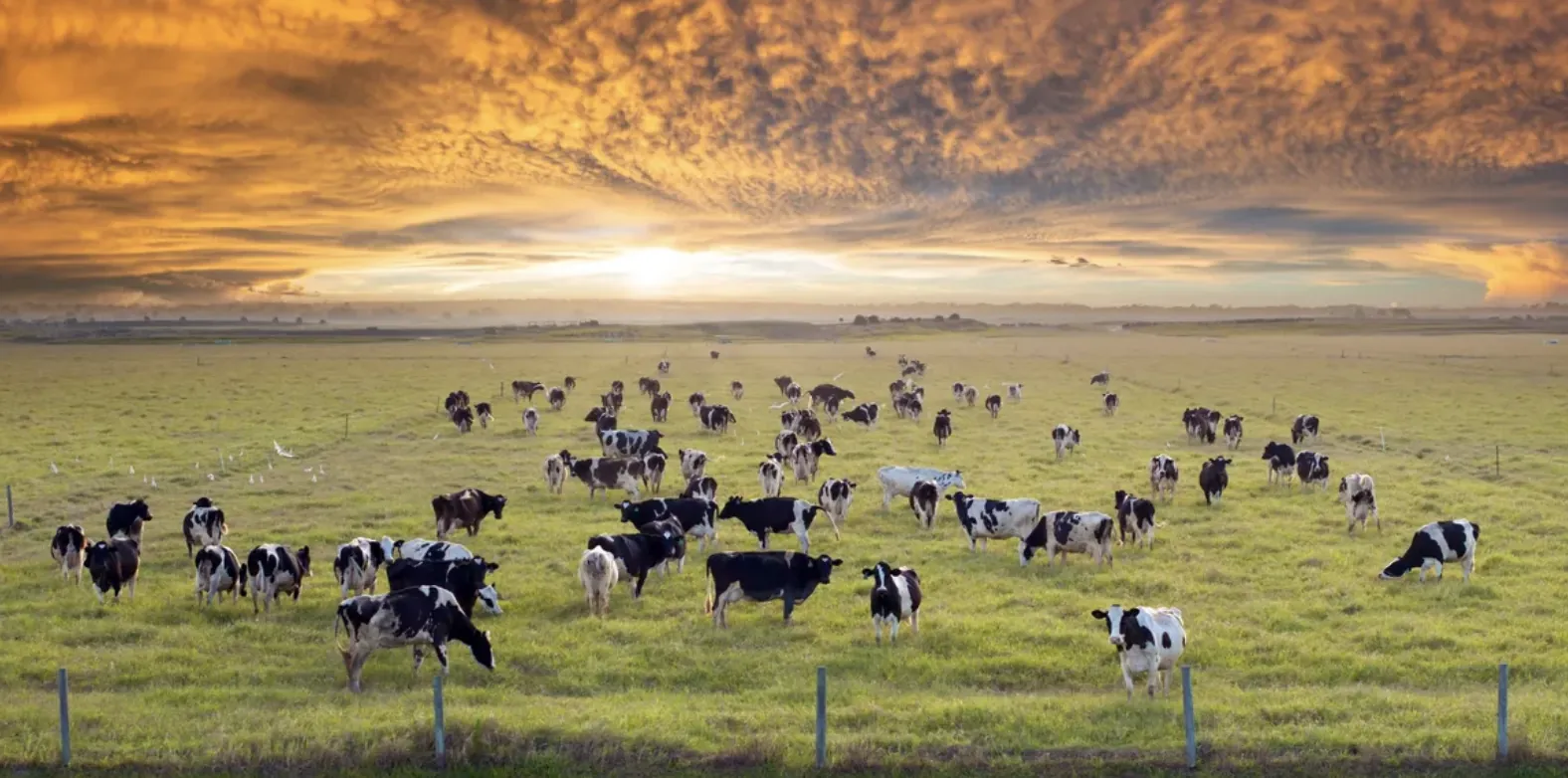 Dairy herd grazing at sunset